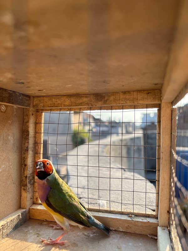 Gouldian finch breeder male available 1