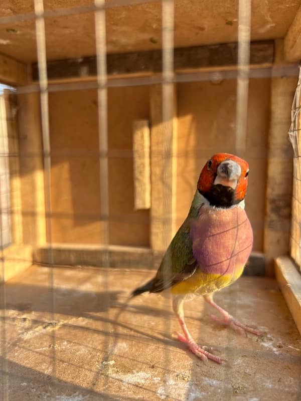 Gouldian finch breeder male available 2