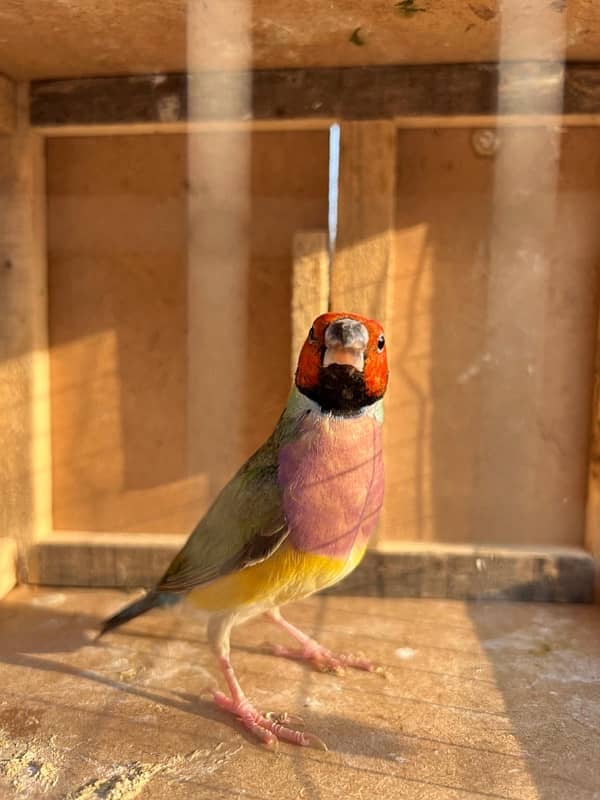 Gouldian finch breeder male available 3