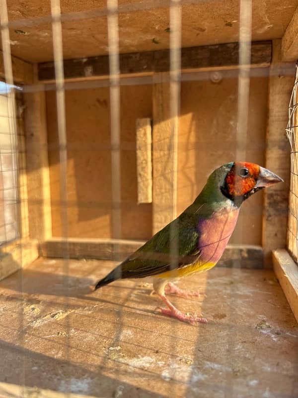 Gouldian finch breeder male available 4