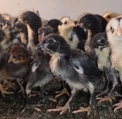 Aseel | Thai Chicks | Thai Hens | Aseel Chicks | Chicks For Sale