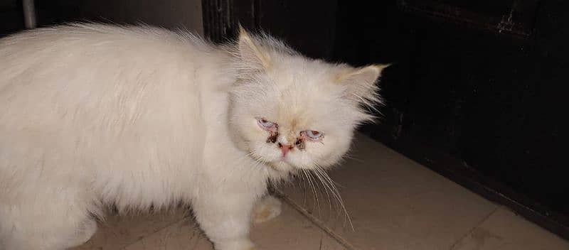 piki face male available 0