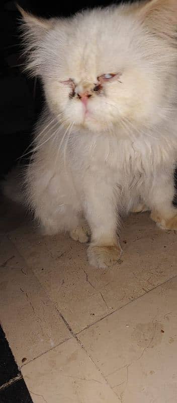 piki face male available 6