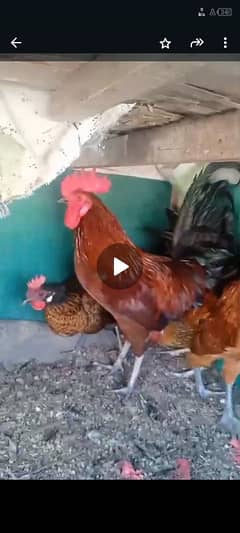 Desi young Breeder Murgayy (2 Male roosters) Available for Sale!!!