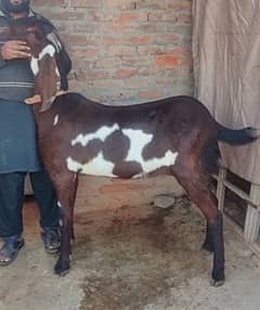 Pure Amartasri Betal Indian Goat