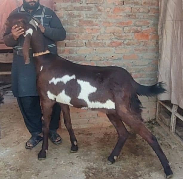 Pure Amartasri Betal Indian Goat 1