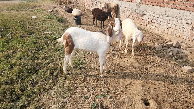 Ablak Bakra 1