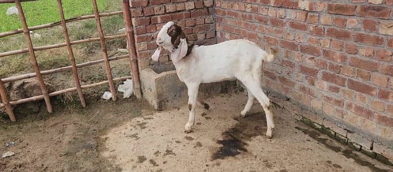 Ablak Bakra 2