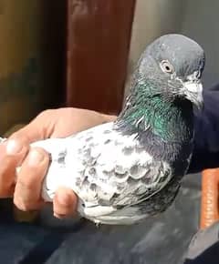 Pair of Ferozpuri Breeder Pigeon