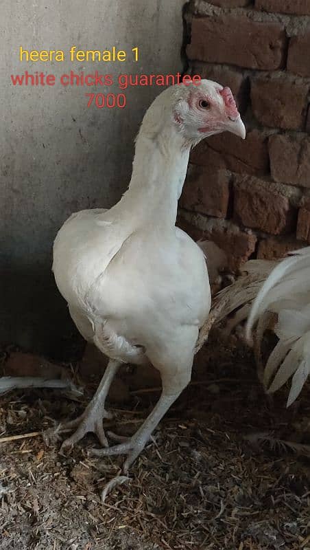 Heera Aseel Breeders & chicks|Shamo cross Black chicks|Mianwali chicks 3