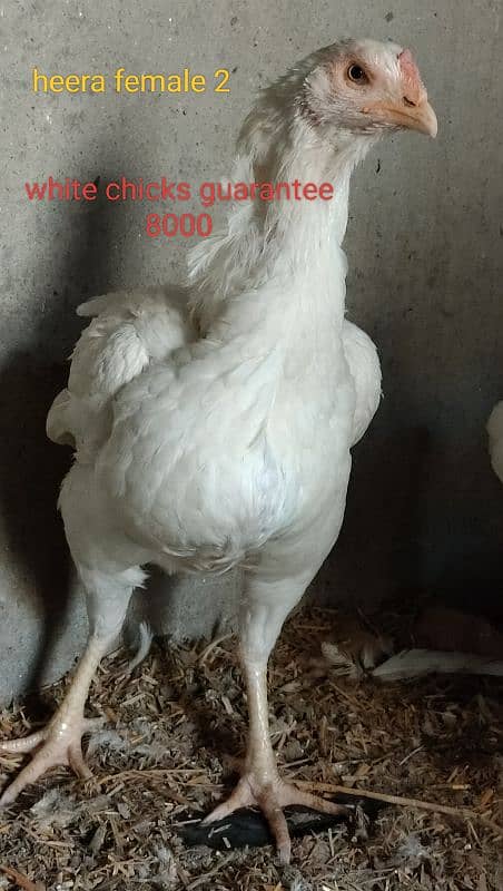 Heera Aseel Breeders & chicks|Shamo cross Black chicks|Mianwali chicks 4