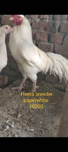 Heera Aseel Breeders & chicks|Shamo cross Black chicks|