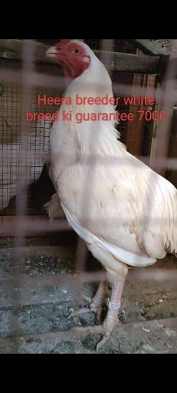 Heera Aseel Breeders & chicks|Shamo cross Black chicks|Mianwali chicks 7