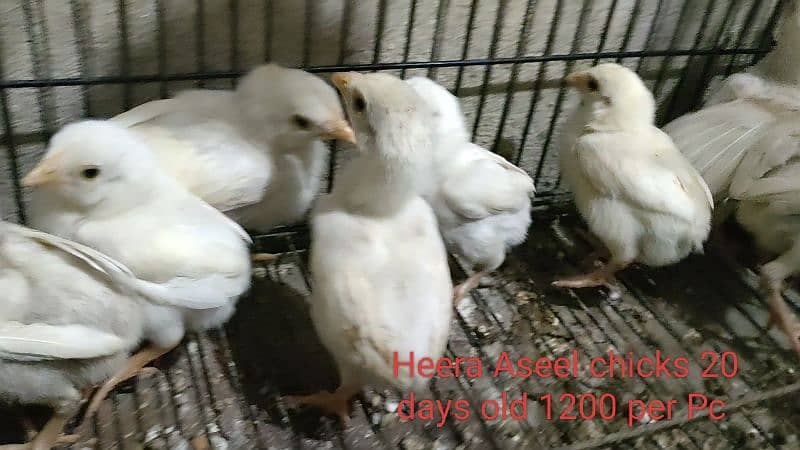 Heera Aseel Breeders & chicks|Shamo cross Black chicks|Mianwali chicks 8