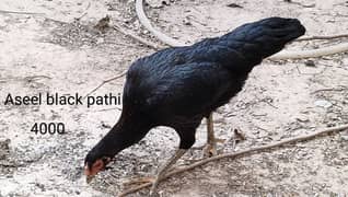 Heera Aseel Breeders & chicks|Shamo cross Black chicks|Mianwali chicks