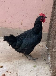 4 chickens - Australorp and Aseel chickens for sale