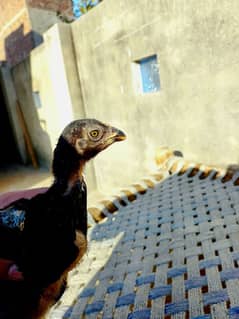 thai x mianwali chicks