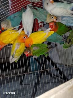 Lovebirds Mutations Pathy