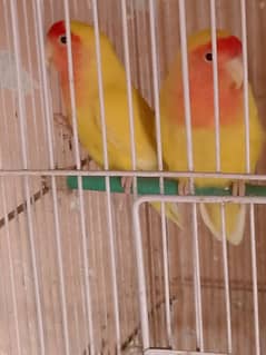 Love birds breeder pair