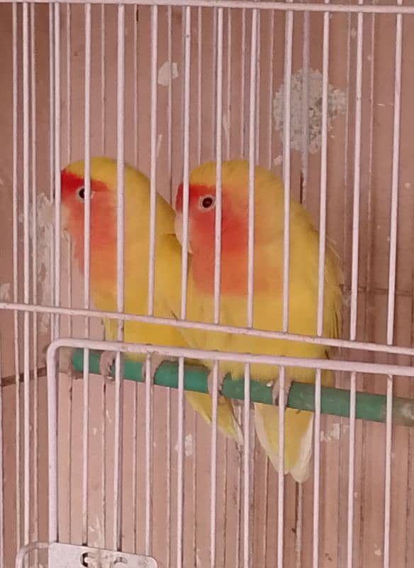 Love birds breeder pair 1