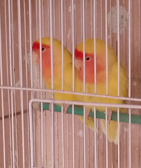 Love birds breeder pair 2