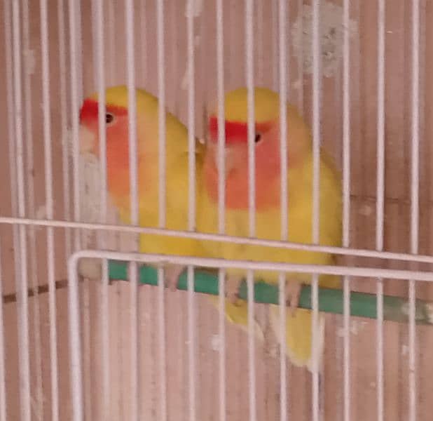 Love birds breeder pair 3