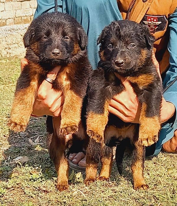 German Shepherd  puppies for sale 0