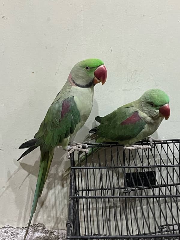 Kashmiri raw breeder pair male is beautiful talking 1