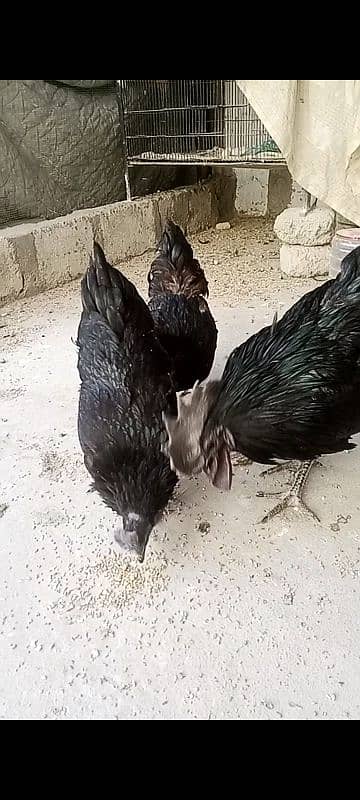 Ayam cemani and lohman Brown eggs gruy tounge fertail eggs 3