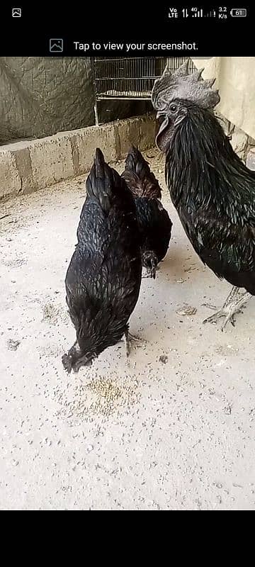 Ayam cemani and lohman Brown eggs gruy tounge fertail eggs 4