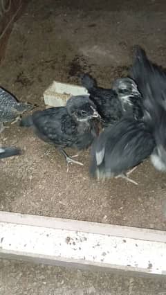 4 weeks australorp chicks available | 1 month old pure australorp