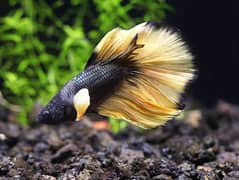 Golden mustard gas Betta