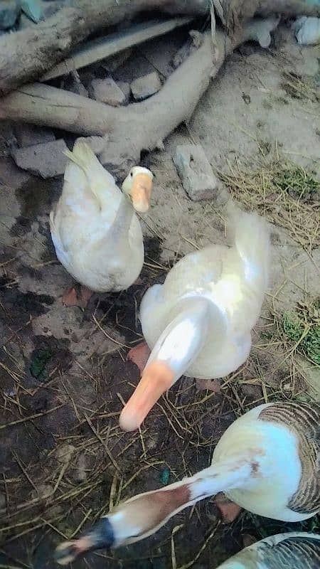 two pair duck for sale 0