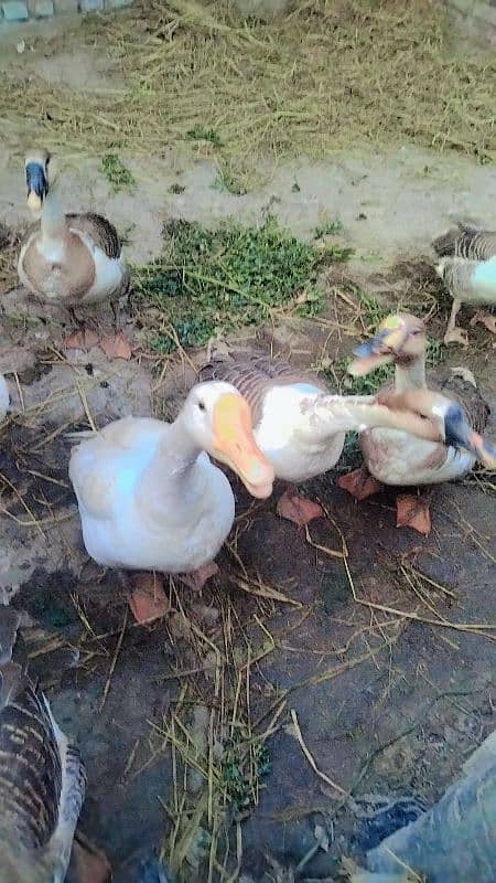 two pair duck for sale 5