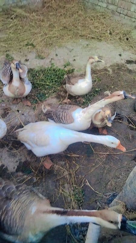 two pair duck for sale 6