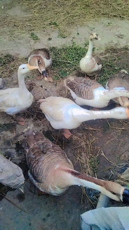 two pair duck for sale 7