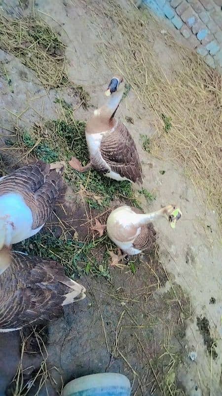 two pair duck for sale 8