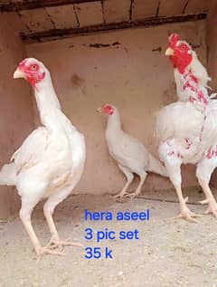 Hera white aseel