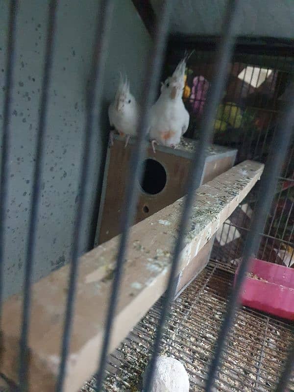 cockatiel parrots 0