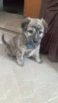 shepherd puppy for sale