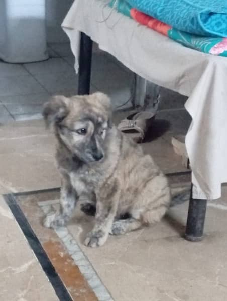 shepherd puppy for sale 2