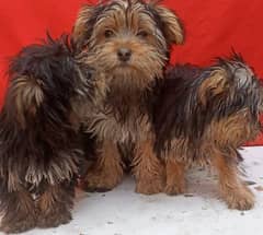 Yorkshire terrier for sale available