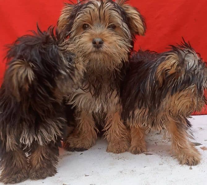 Yorkshire terrier for sale available 0