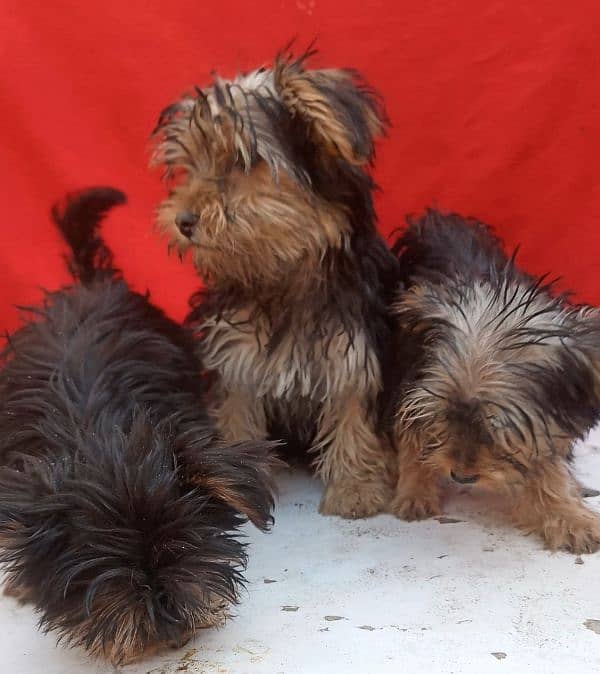 Yorkshire terrier for sale available 1