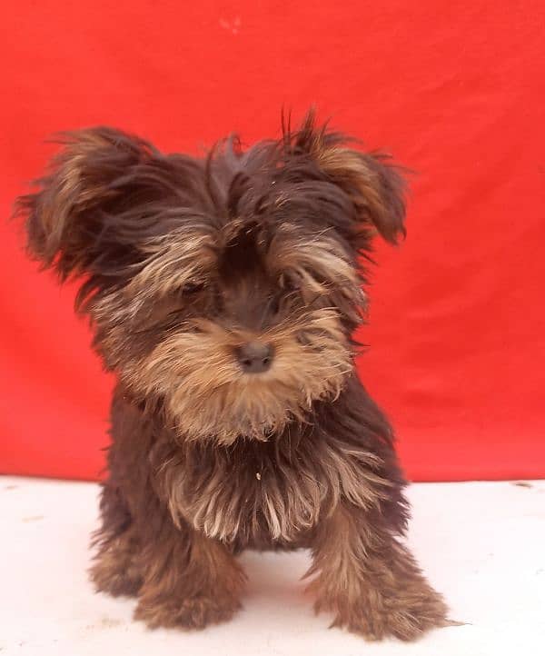 Yorkshire terrier for sale available 2