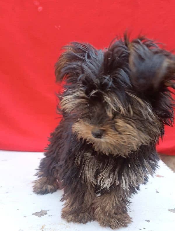 Yorkshire terrier for sale available 3