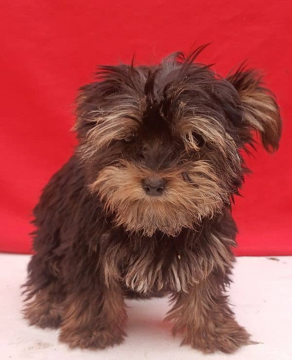 Yorkshire terrier for sale available 4