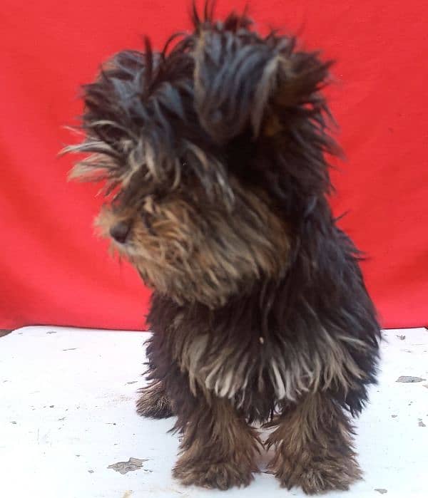 Yorkshire terrier for sale available 5