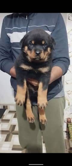 rottweiler