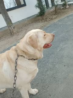 Labrador